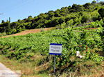 Maries Zakynthos | Griekenland | De Griekse Gids nr1