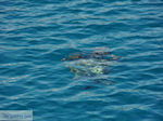 Caretta Caretta Laganas Baai | Griekenland | De Griekse Gids nr 4
