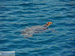 Caretta Caretta Laganas Baai | Griekenland | De Griekse Gids nr 6