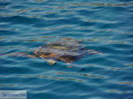 Caretta Caretta Laganas Baai | Griekenland | De Griekse Gids nr 9