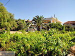 Alykanas Zakynthos | Griekenland | De Griekse Gids foto 3